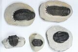 Lot: Assorted Devonian Trilobites - Pieces #84737-1